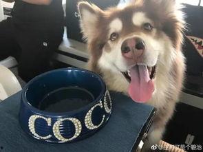 网红和狗吃瓜,吃瓜群众的欢乐盛宴  第2张