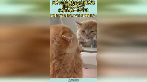 捡来的猫男友在线观看,在线观看揭开奇幻爱情之谜  第3张